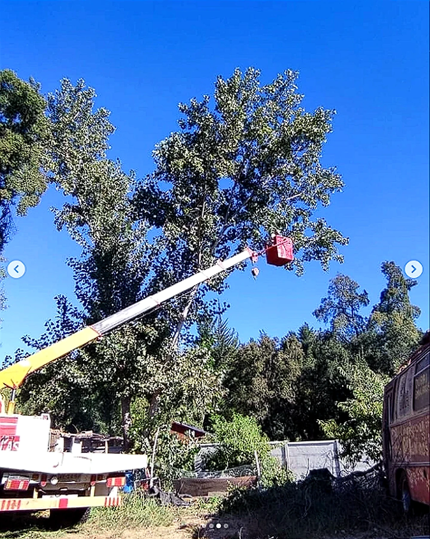 Canastillo trabajando sobre copa de árbol