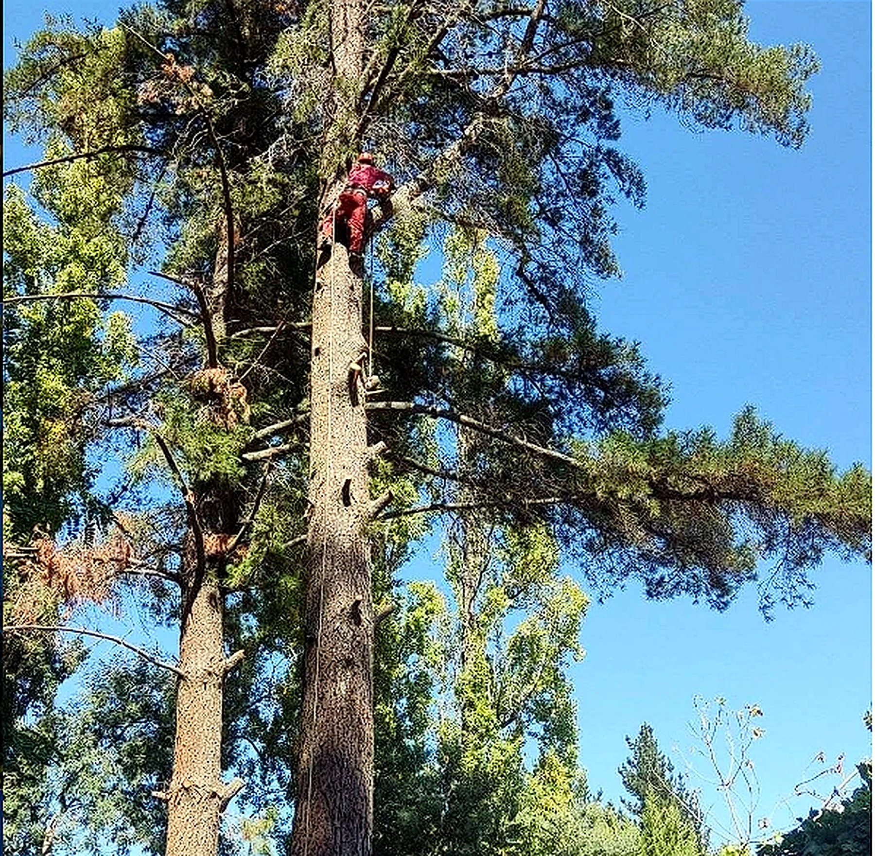 Arborista trepando un pino