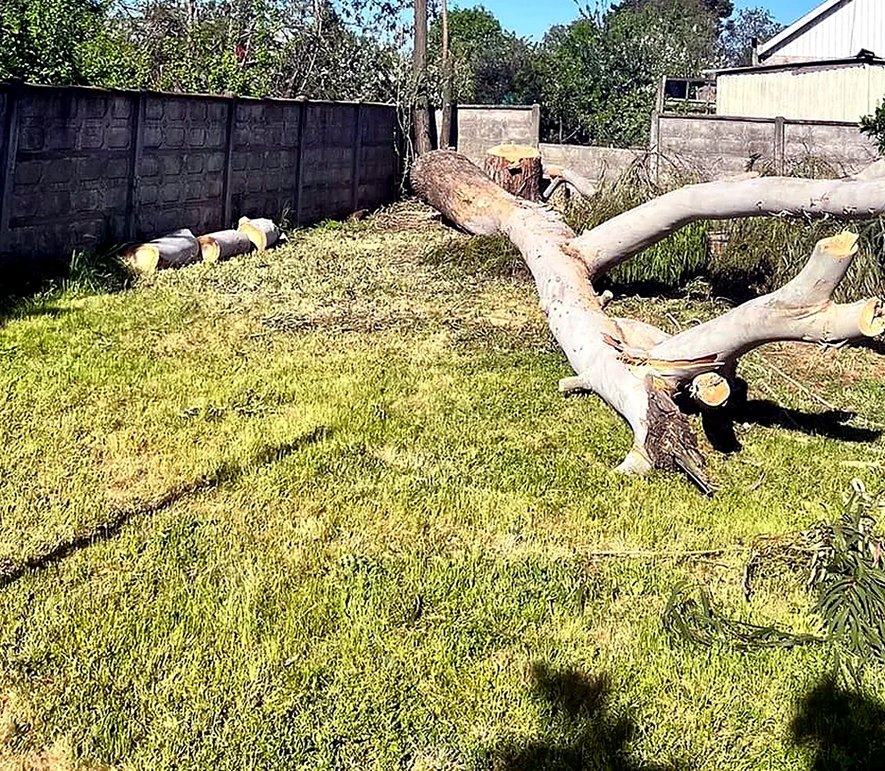 Limpieza de terreno luego de corte de árbol