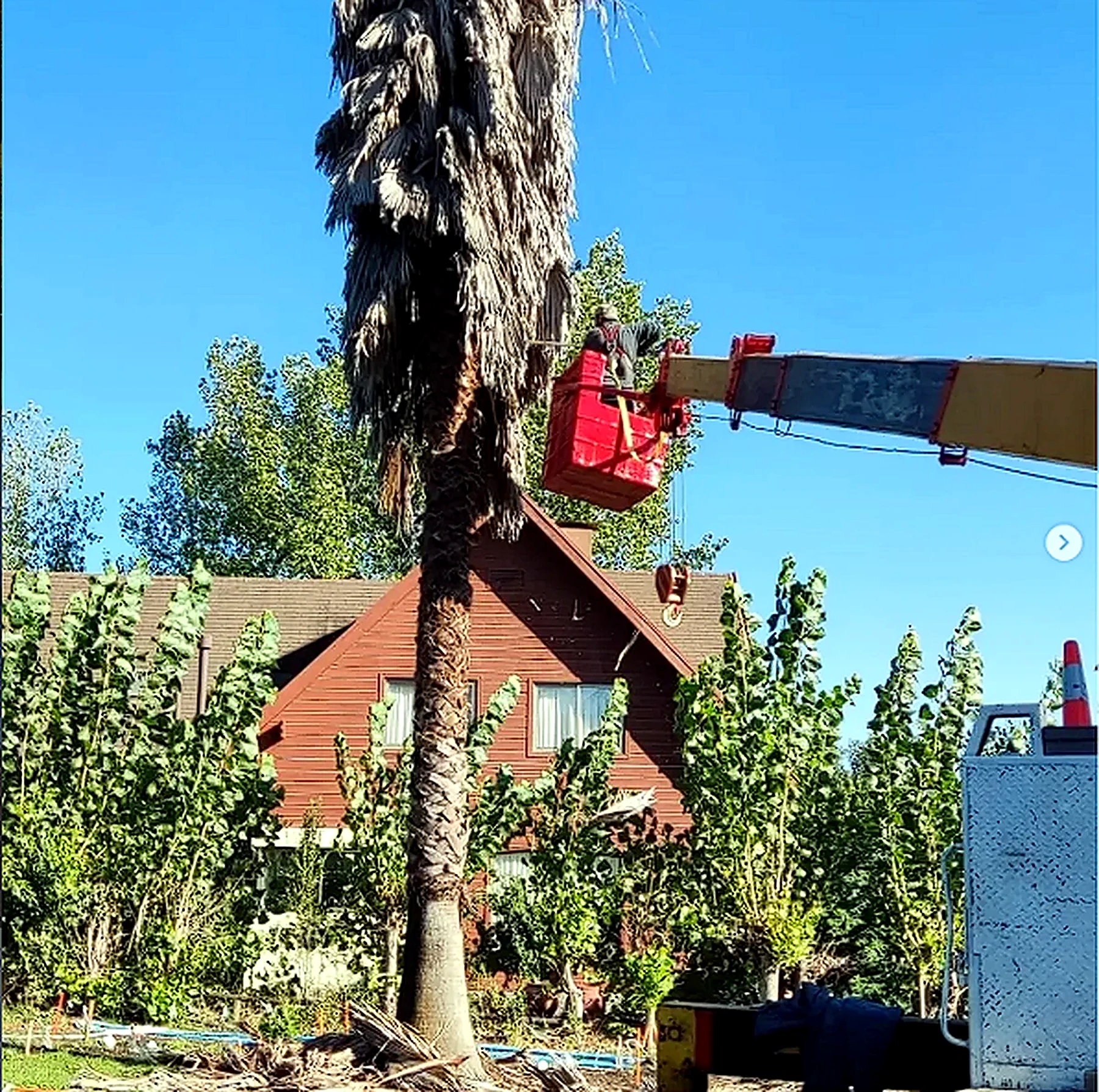 Poda de palmera con canastillo
