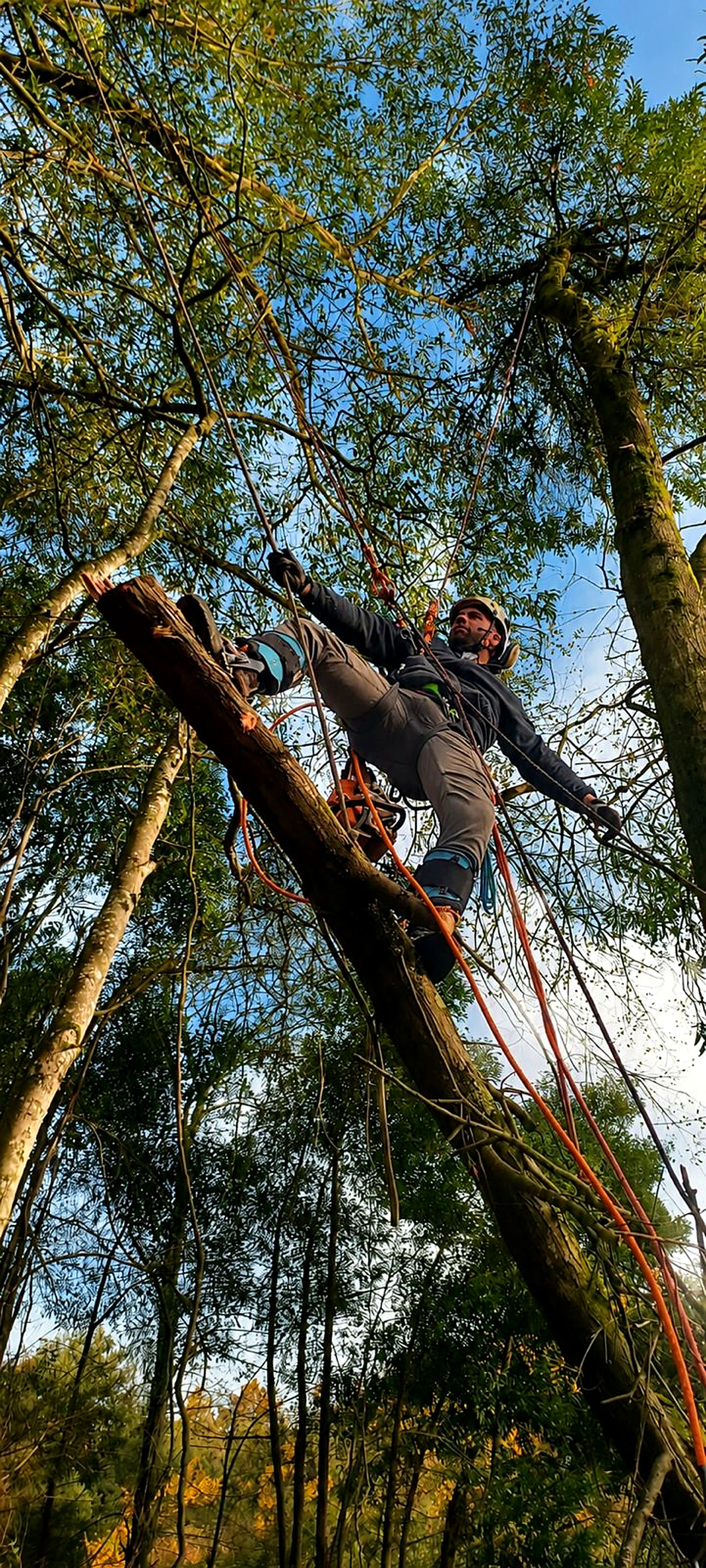 Arborista trabajando con cuerdas en un árbol